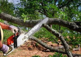 Best Leaf Removal  in Monticello, MN